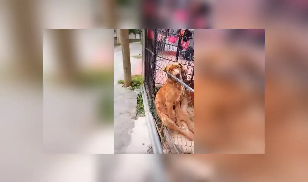 Desliza las imágenes para observar el inesperado comportamiento de un perro al notar la presencia de un joven. Desliza las imágenes para observar el inesperado comportamiento de un perro al notar la presencia de un joven.