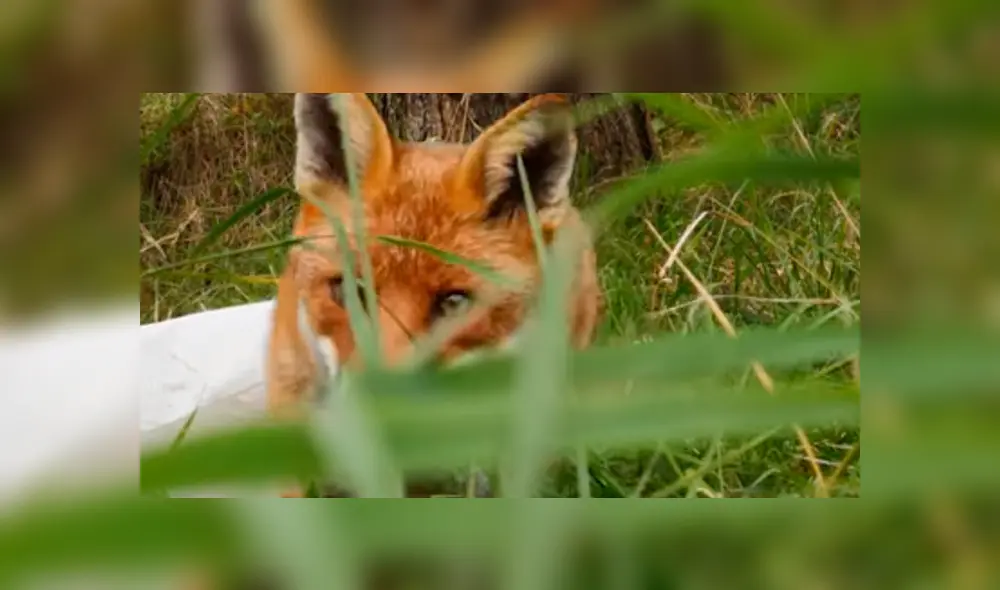 El joven quedó sorprendido al ver lo que hizo el zorro con su nuevo celular. Foto: captura El joven quedó sorprendido al ver lo que hizo el zorro con su nuevo celular. Foto: captura