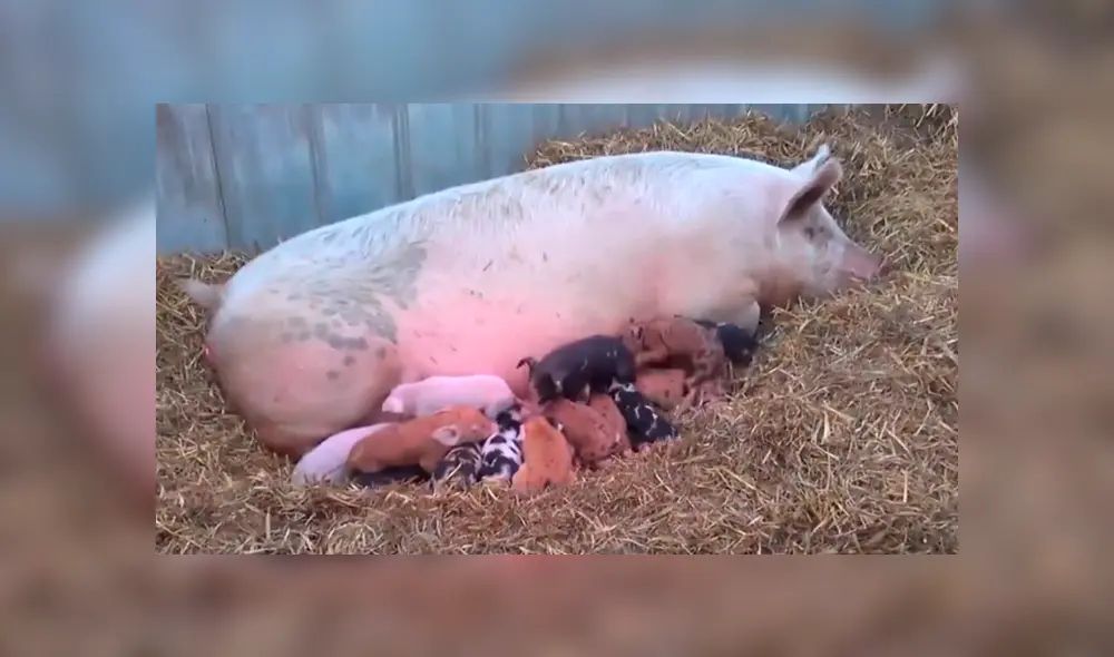 YouTube viral: cerda sorprende al mundo al dar a luz a 13 adorables puerquitos [VIDEO]