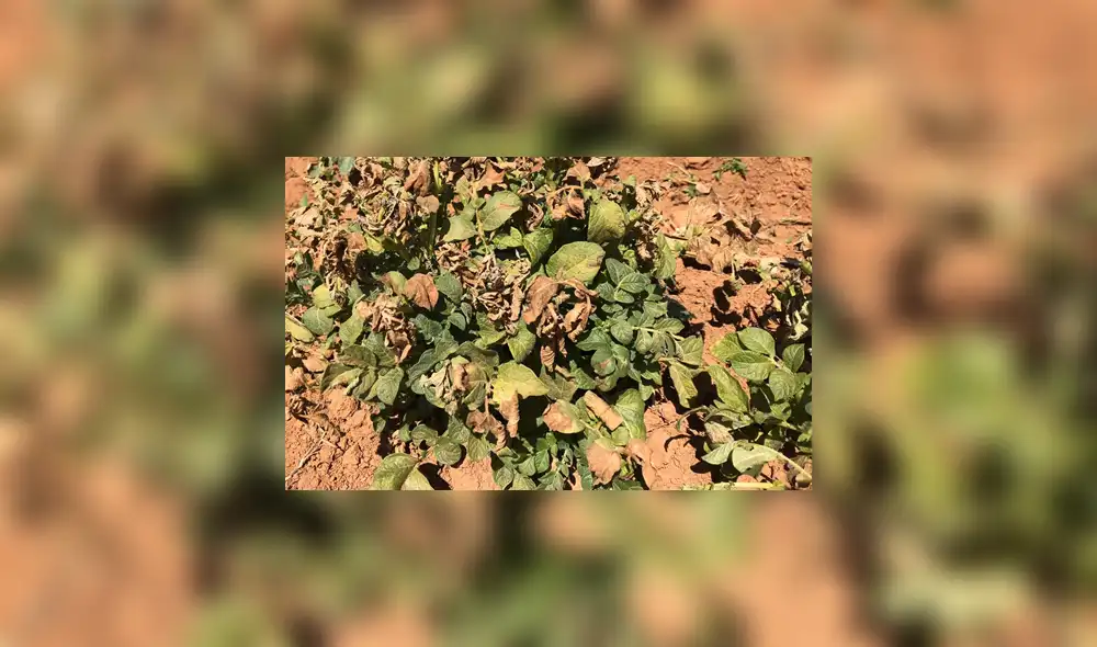 Áncash: heladas afectan más de 30 hectáreas de cultivos en siete localidades