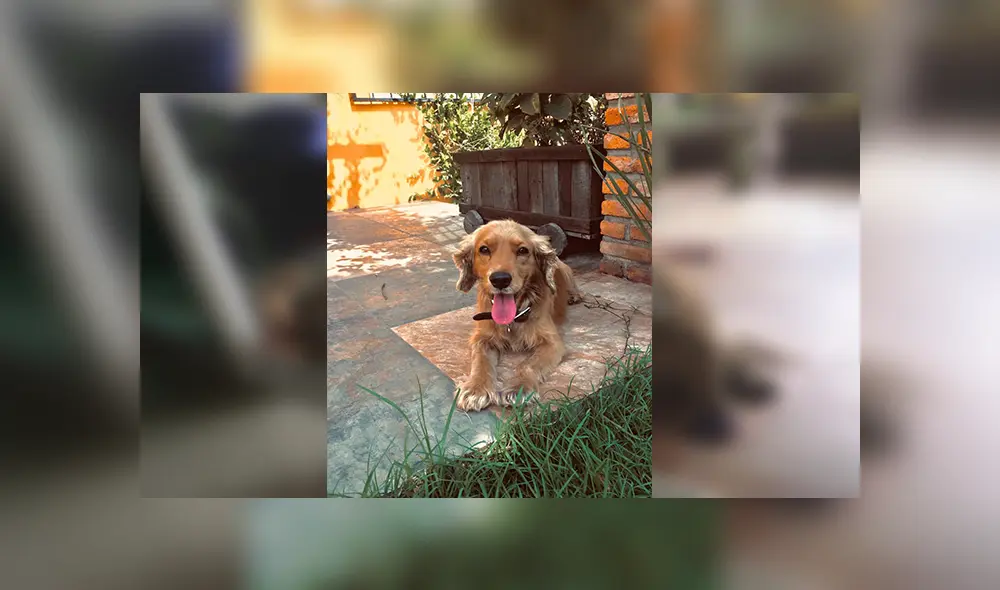 En Facebook, una mujer encontró a un perro en lamentables condiciones tras ser atropellado. En Facebook, una mujer encontró a un perro en lamentables condiciones tras ser atropellado.