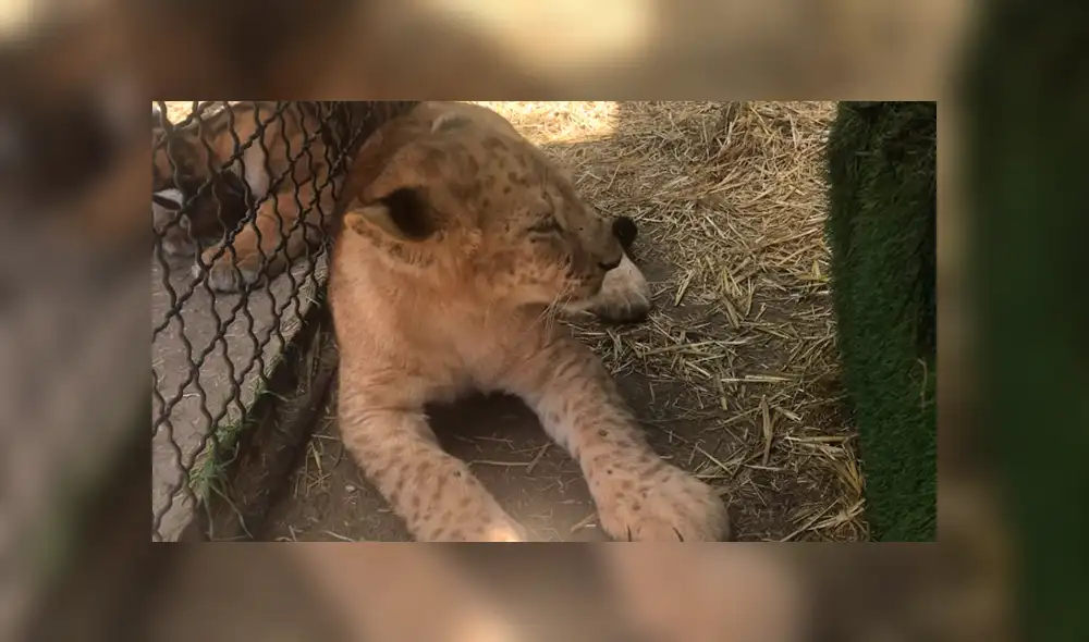 Niños ingresan a jaula de tigres para acariciarlos, sin imaginar lo que pasaría.