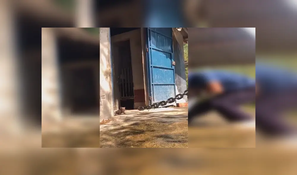 En YouTube, un hombre lidiaba con un enorme animal atado con unas cadenas y sorprendió a sus vecinos. En YouTube, un hombre lidiaba con un enorme animal atado con unas cadenas y sorprendió a sus vecinos.