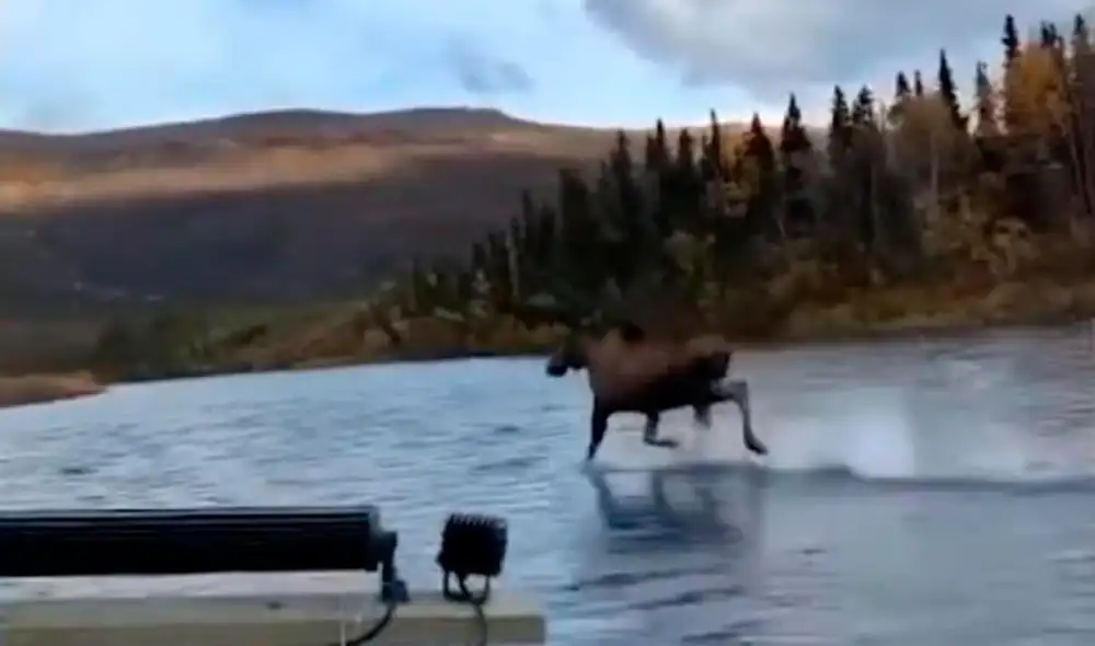 Desliza las imágenes para ver corriendo al alce sobre las aguas del lago en Alaska. Foto: captura de YouTube