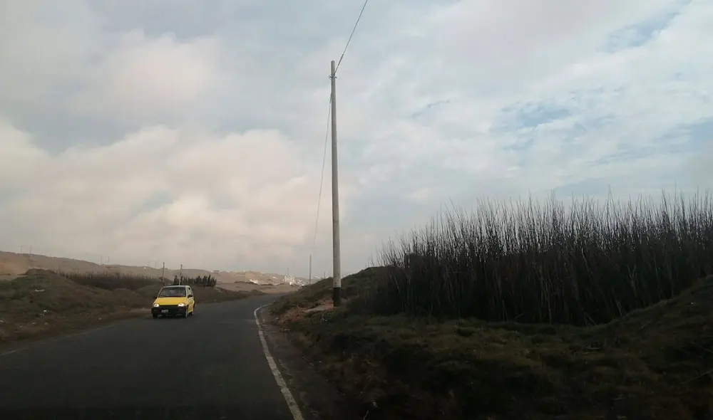Totorales están en peligro de extinción. Foto: Rafael Ramírez Totorales están en peligro de extinción. Foto: Rafael Ramírez