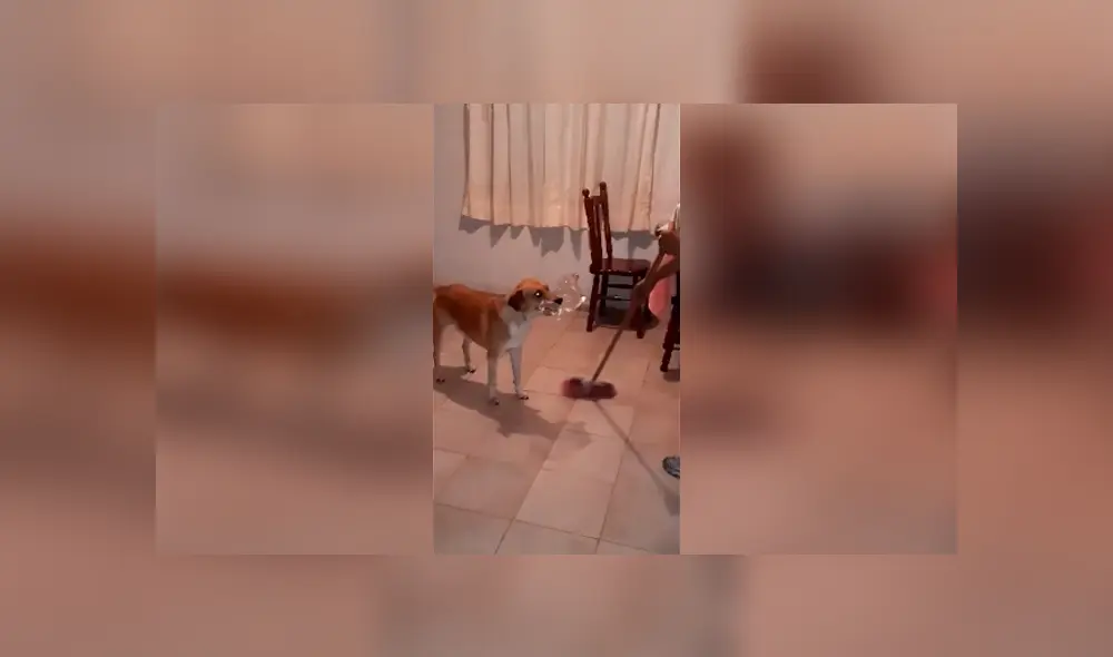 Desliza las imágenes para apreciar las divertidas actuaciones que hizo una mujer acompañada de su perro. Desliza las imágenes para apreciar las divertidas actuaciones que hizo una mujer acompañada de su perro.