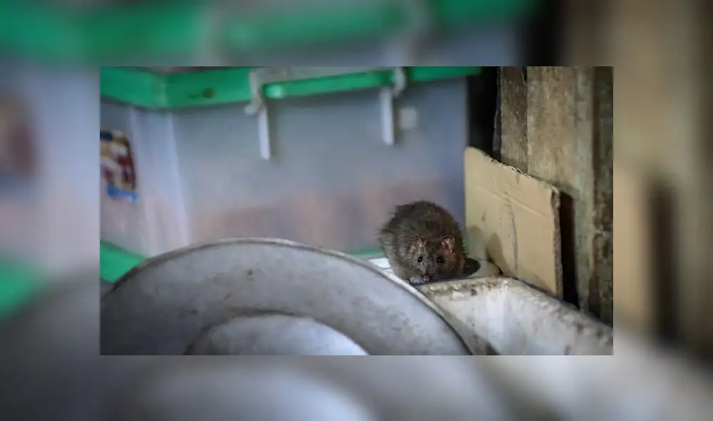 A rat sniffs for food at Klong Toei wet market in Bangkok on April 10, 2020 as Thailand's confinement measures to reduce the spread of the COVID-19 novel coronavirus made their source of food more scarce. - As humans retreat indoors at night to fight a virus, Bangkok's streets are handed over to increasingly brazen rats who are venturing out across the Thai capital in huge numbers. (Photo by Mladen ANTONOV / AFP)