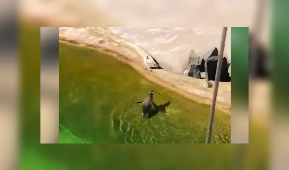Facebook viral: pingüino no quiere que ave tome agua de su laguna y lo ataca sin piedad [VIDEO] 