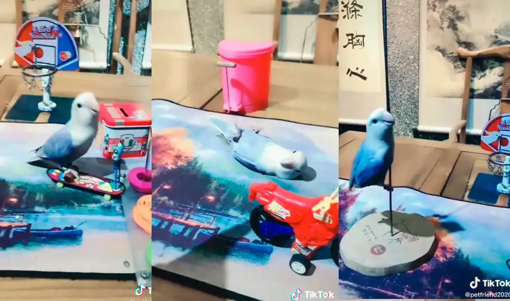 Desliza las imágenes para ver la singular demostración de talento que hizo esta pequeña ave. Fotocaptura: LxiuWeng /Tiktok