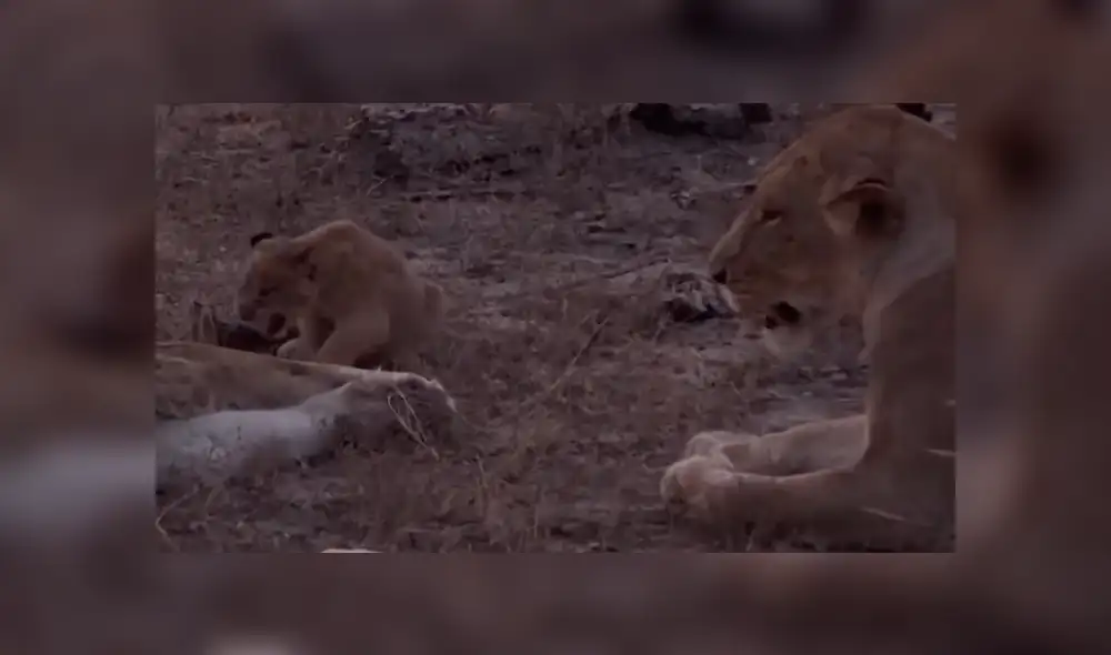 Turistas se topan con familia de leones y graban conmovedora escena jamás antes vista. Turistas se topan con familia de leones y graban conmovedora escena jamás antes vista.