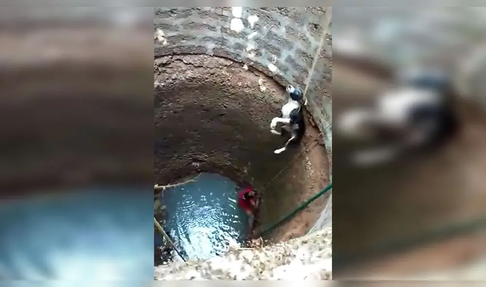 Desliza para enterarte cómo logra esta mujer rescatar a un pobre perrito atrapado en el fondo de un pozo. Foto: Captura. Desliza para enterarte cómo logra esta mujer rescatar a un pobre perrito atrapado en el fondo de un pozo. Foto: Captura.