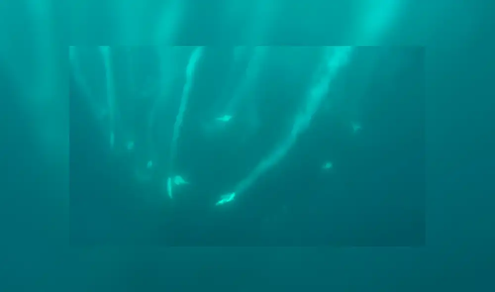 En YouTube, un hombre se salvó de morir por su rápida acción al impedir que una gigantesca ballena se lo ‘trague’. En YouTube, un hombre se salvó de morir por su rápida acción al impedir que una gigantesca ballena se lo ‘trague’.