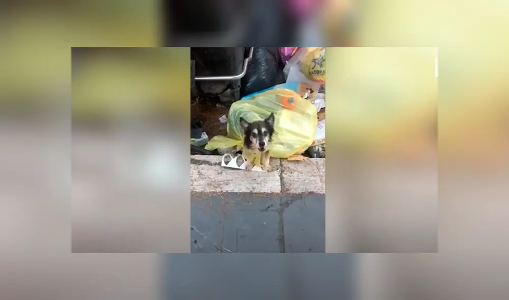 Desliza las imágenes para conocer la conmovedora historia de un perro abandonado en la basura. Foto: Caters Clips. Desliza las imágenes para conocer la conmovedora historia de un perro abandonado en la basura. Foto: Caters Clips.