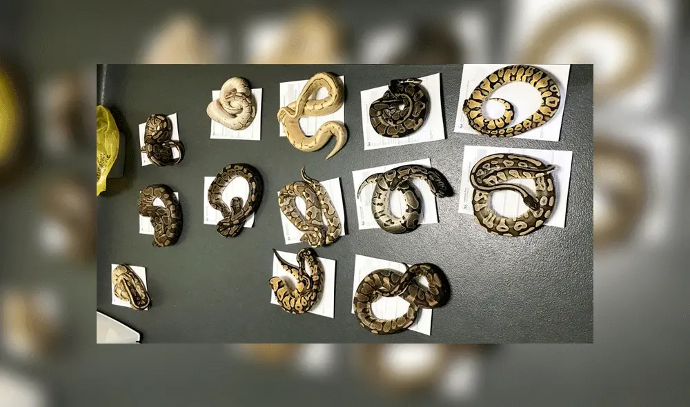 Abandonan a trece serpientes dentro de fundas de almohada dejadas en la calle