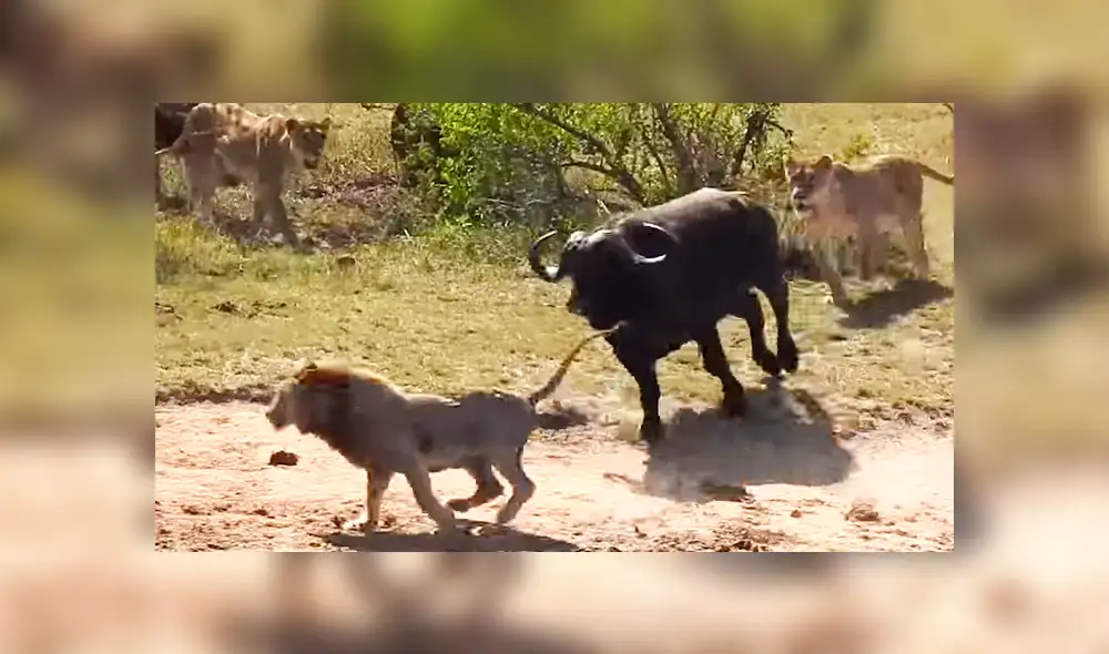 YouTube: Lo increíble sucede cuando un bufalo fue acorralado por feroces leones y cocodrilos [VIDEO]
