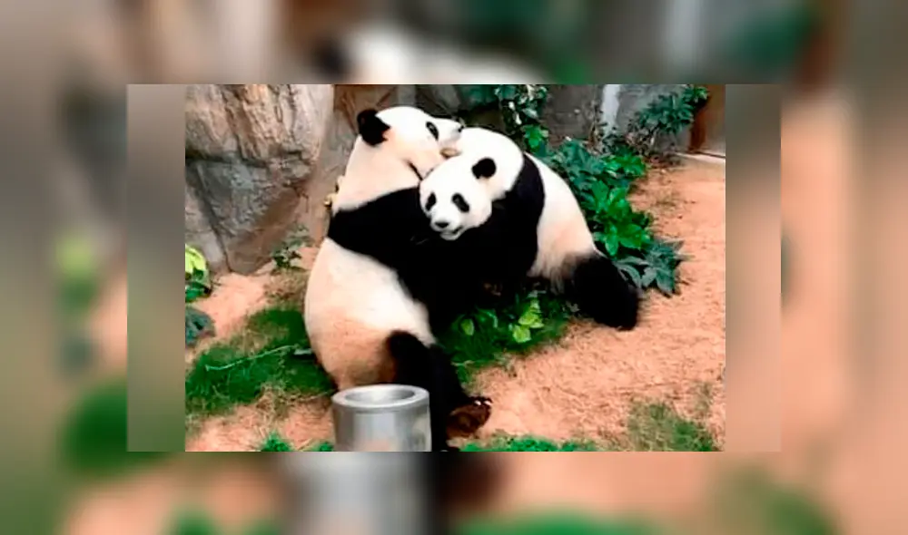 Ambos osos panda de un zoológico de Hong Kong habrían intentado aparearse sin éxito por mucho tiempo.