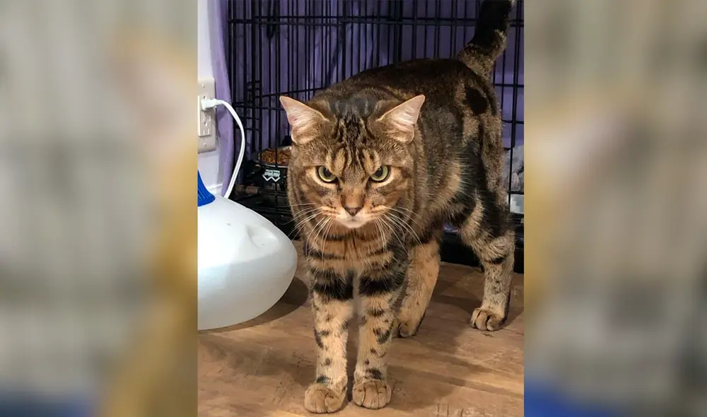 Desliza las imágenes para conocer a Giggles el amoroso gato con la cara de gruñón. Foto: Facebook