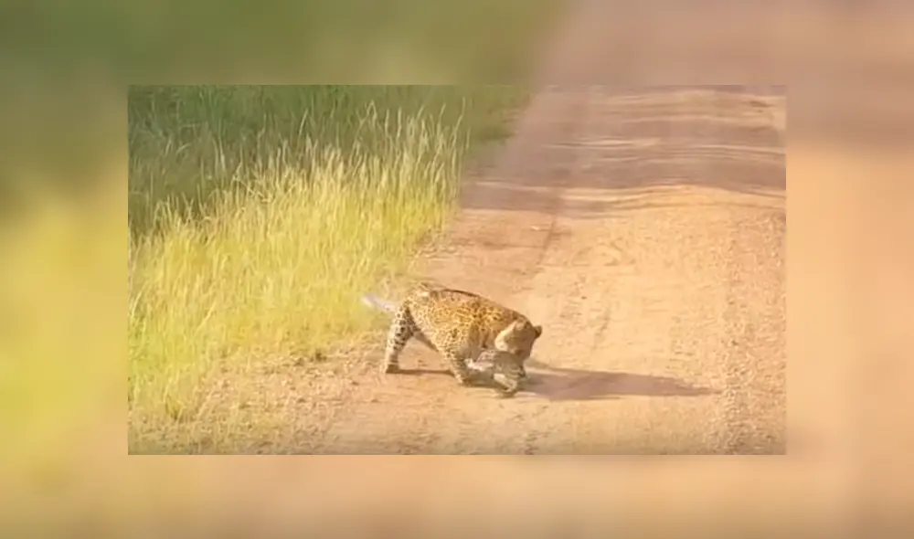 Captan a lagartija peleando con leopardo hambriento para no ser devorada y ocurre lo impensado [VIDEO] 