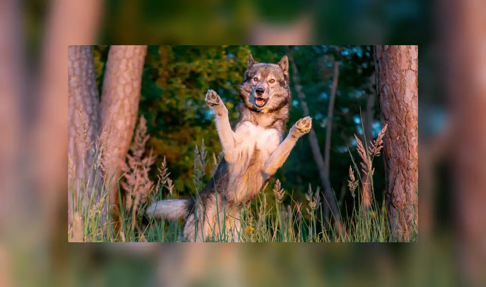 Facebook: lobo salvaje fue adoptado y criado como un perro doméstico [VIDEO]