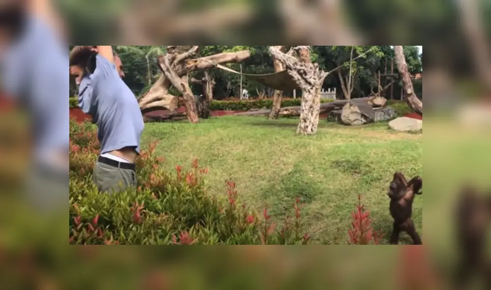 Video es viral en TikTok. Joven empezó a hacer algunos ejercicios de estiramiento y el primate intento copiarlos con graciosos movimientos. Fotocaptura: YouTube Video es viral en TikTok. Joven empezó a hacer algunos ejercicios de estiramiento y el primate intento copiarlos con graciosos movimientos. Fotocaptura: YouTube