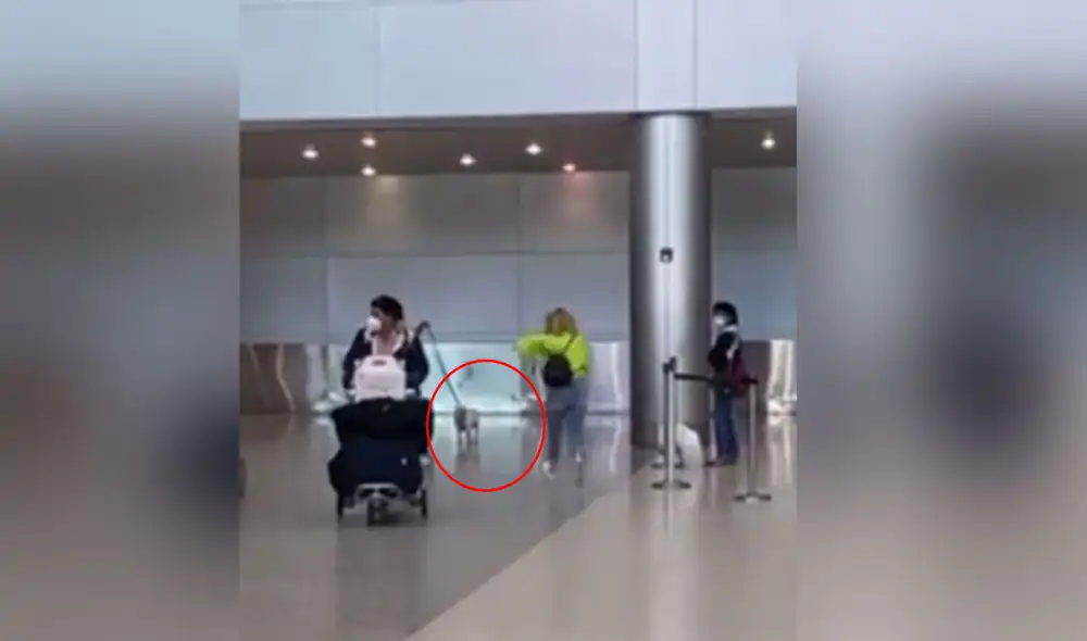 Desliza las imágenes para ver más detalles sobre esta emotiva escena que es viral en redes sociales. Foto: captura de TikTok