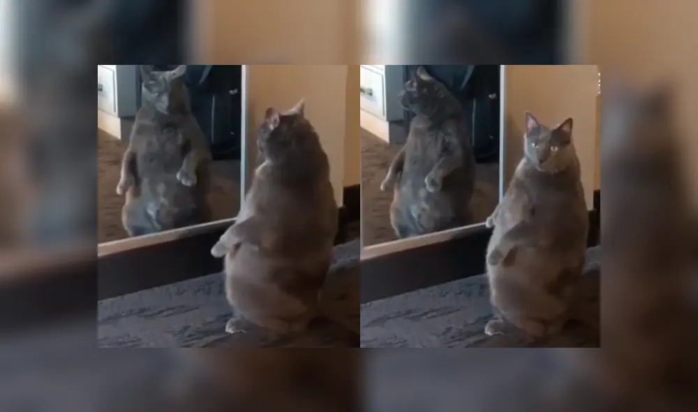 Facebook viral: gato con sobrepeso se ve por primera vez al espejo y tiene divertida reacción Facebook viral: gato con sobrepeso se ve por primera vez al espejo y tiene divertida reacción