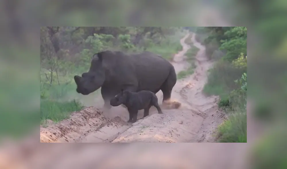 Desliza hacia la izquierda para ver a la mamá rinoceronte jugando con su bebé. Escena viral de Facebook. Desliza hacia la izquierda para ver a la mamá rinoceronte jugando con su bebé. Escena viral de Facebook.