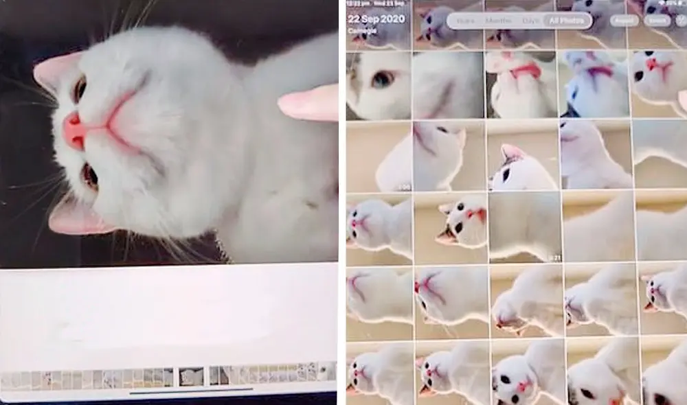 Desliza las imágenes hacia la izquierda para descubrir la travesura de un gato tras quedarse solo en casa. Foto: Douyin / xiaoaierniu Desliza las imágenes hacia la izquierda para descubrir la travesura de un gato tras quedarse solo en casa. Foto: Douyin / xiaoaierniu