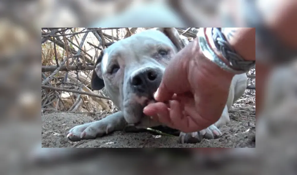 Perro que vive en la calle recibe caricias luego de mucho tiempo y su reacción sorprende en redes [VIDEO]