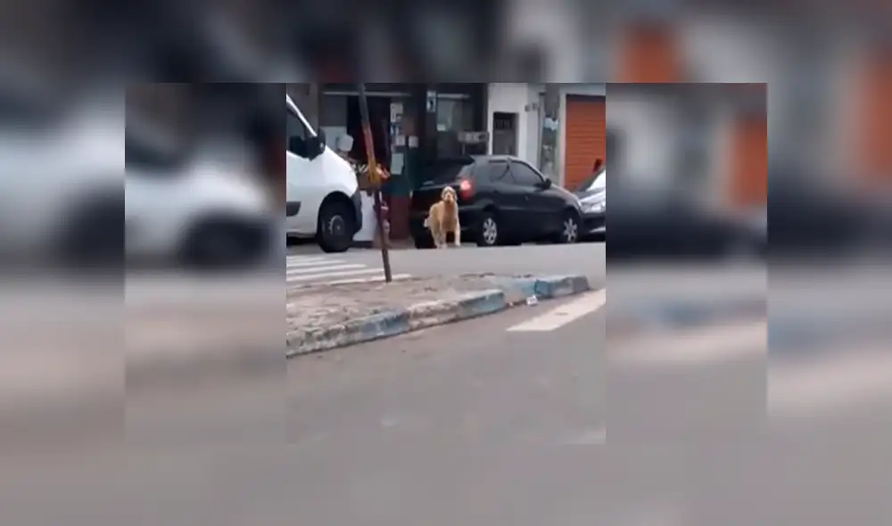 Desliza las imágenes para observar la singular acción de un perro al buscar su propia comida en un mercado. Fotocaptura: Facebook.