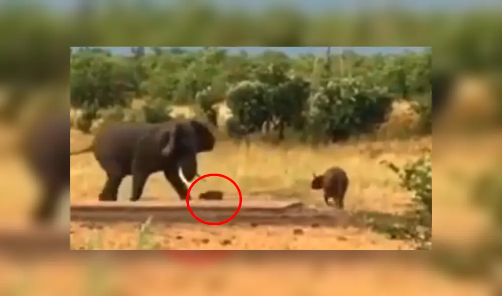 Desliza hacia la izquierda para ver el insólito encuentro de los animales que se ha vuelto viral en YouTube. Desliza hacia la izquierda para ver el insólito encuentro de los animales que se ha vuelto viral en YouTube.