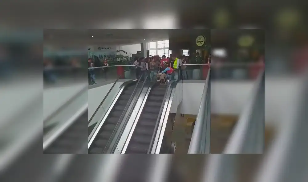 Peruano grabó el curioso momento en el que personal de seguridad de Real Plaza ayuda a un temeroso perro a bajar del segundo piso Peruano grabó el curioso momento en el que personal de seguridad de Real Plaza ayuda a un temeroso perro a bajar del segundo piso