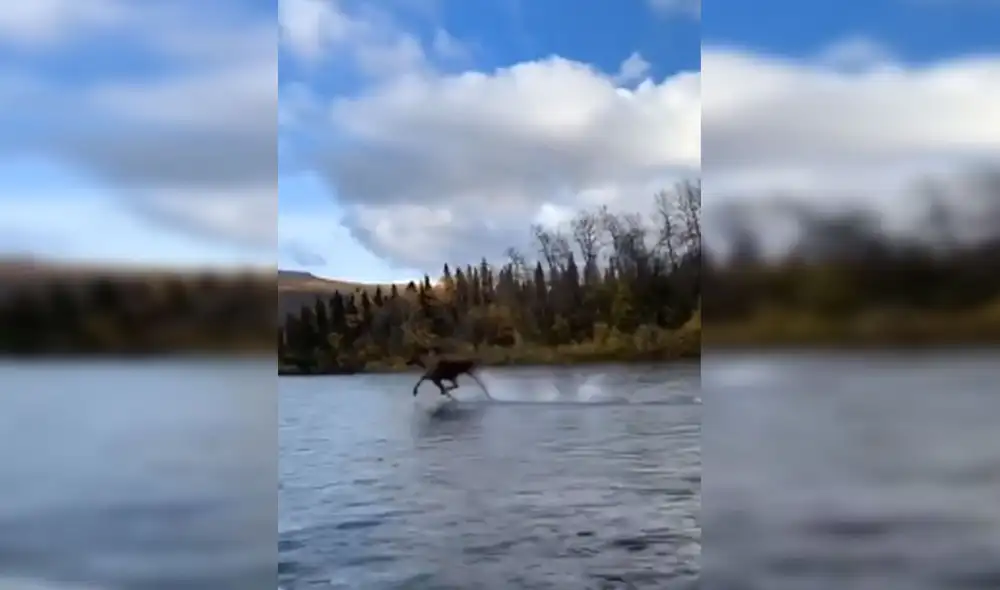 Desliza hacia la izquierda para ver más imágenes de este impresionante momento captado en un río de Alaska. (Foto: captura de YouTube)
