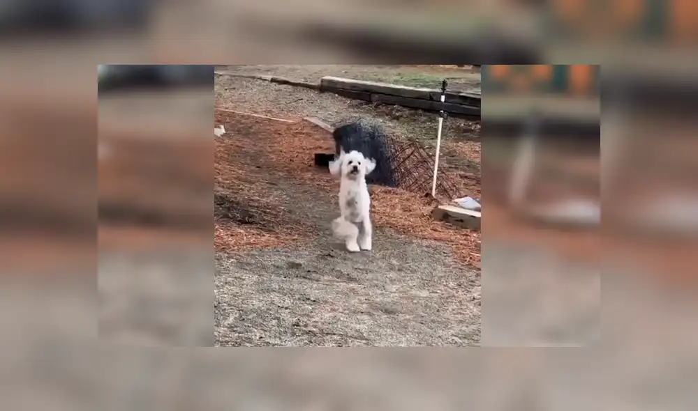 Facebook viral: perro nació sin sus patas delanteras, fue abandonado y hoy tiene un nuevo hogar [VIDEO] 