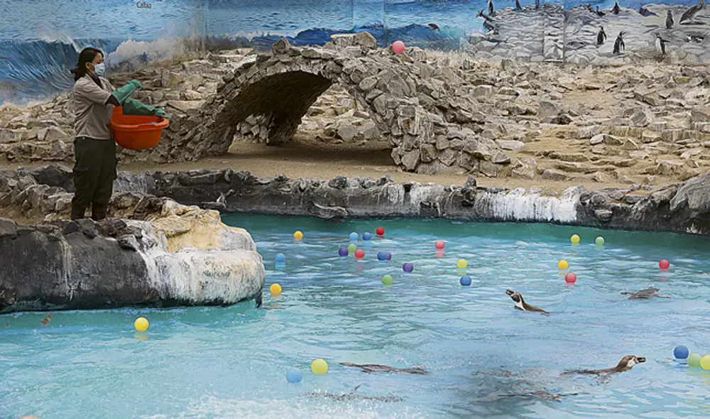 pinguinos parque de las leyendas