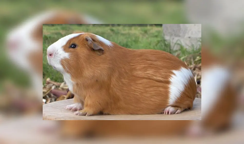 Helado de cuy arrasa en ventas por su peculiar sabor