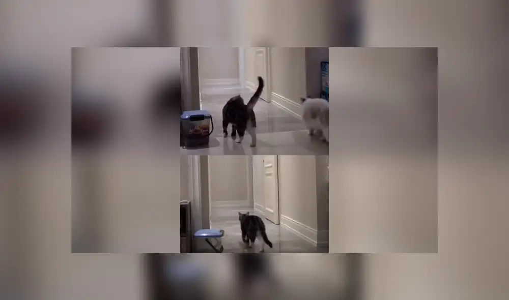 Desliza las imágenes para apreciar el emotivo comportamiento de un gato al quedarse sin su ‘compañero’. Desliza las imágenes para apreciar el emotivo comportamiento de un gato al quedarse sin su ‘compañero’.