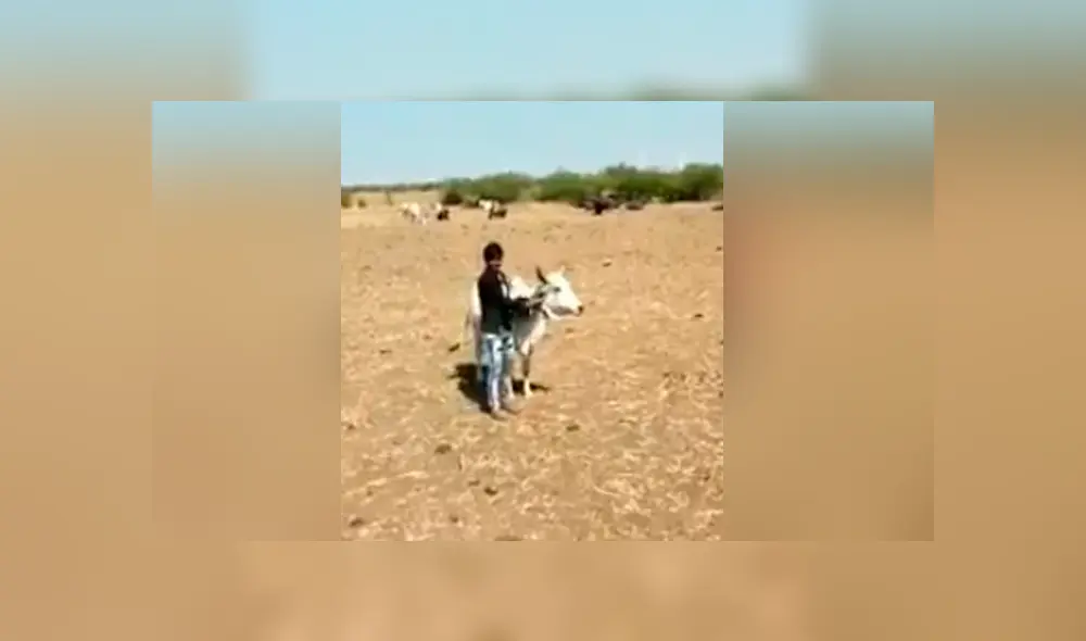 Vía Facebook. Una vaca vio que su dueño estaba en apuros y no dudó en ir a su rescate. Vía Facebook. Una vaca vio que su dueño estaba en apuros y no dudó en ir a su rescate.