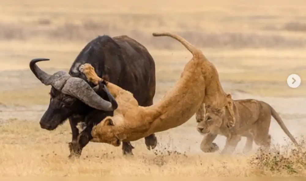 Leona intenta cazar a un búfalo para enseñarle a sus cachorros pero sucede lo imprevisto [FOTOS]