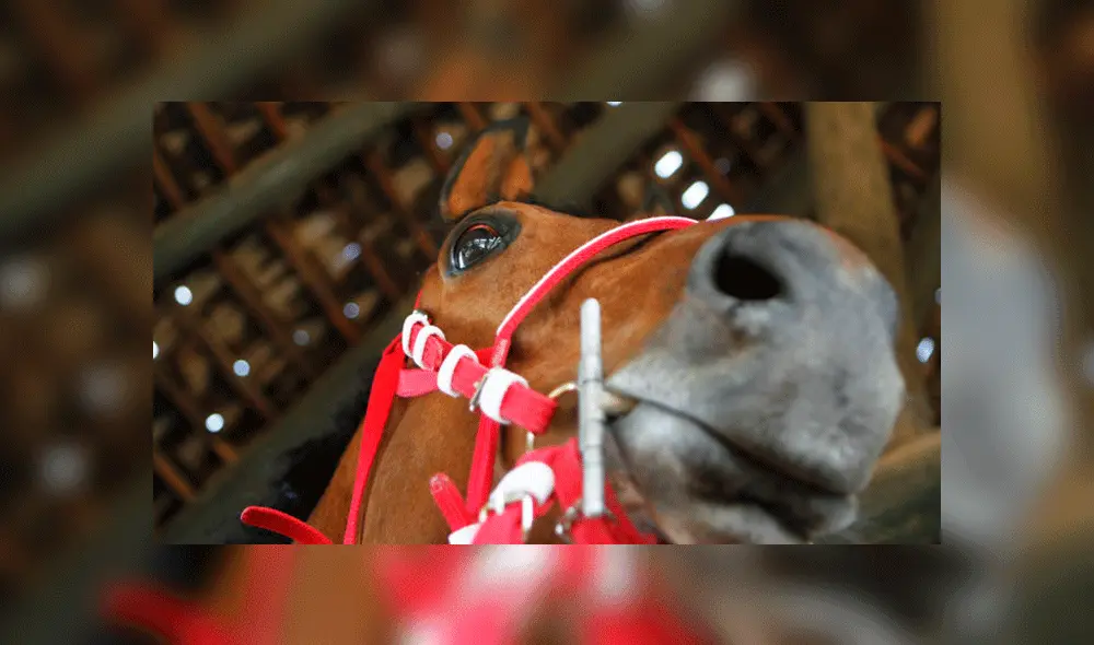 Varios de los dueños dijeron que "no pueden seguir pagando la mantención de sus caballos". Foto: Agencia UNO. Varios de los dueños dijeron que "no pueden seguir pagando la mantención de sus caballos". Foto: Agencia UNO.