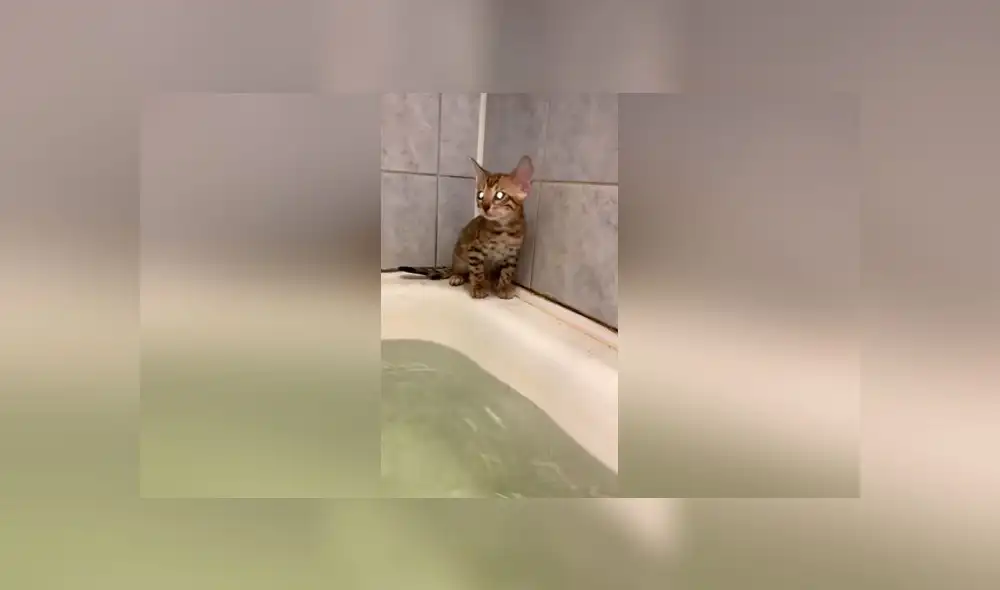 Desliza las imágenes para ver el peculiar 'rescate' que hizo una mamá gata a su pequeño bebé felino. Foto: ViralHog Desliza las imágenes para ver el peculiar 'rescate' que hizo una mamá gata a su pequeño bebé felino. Foto: ViralHog