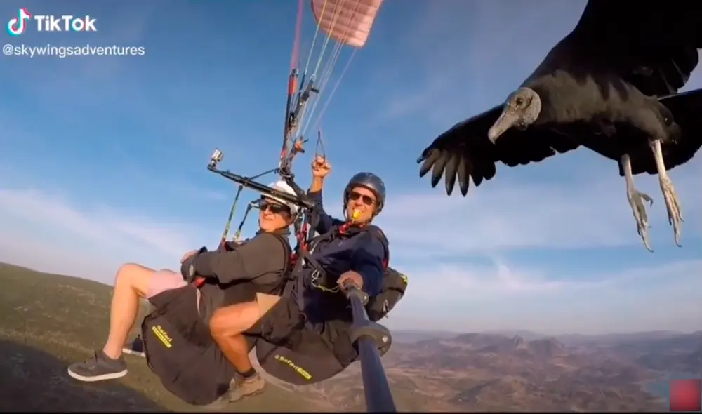 TikTok - parapente - animales TikTok - parapente - animales