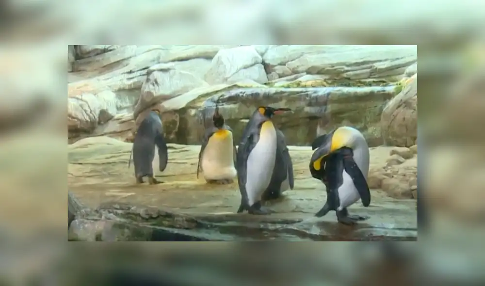 Si todo va bien, durante estos días deberían convertirse en unos padres orgullosos. Foto: captura: AFP