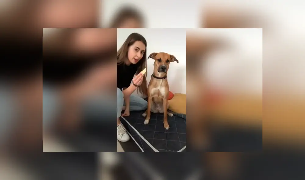 Desliza las imágenes para conocer el inesperado comportamiento de un perro al ser desafiado por su dueña.