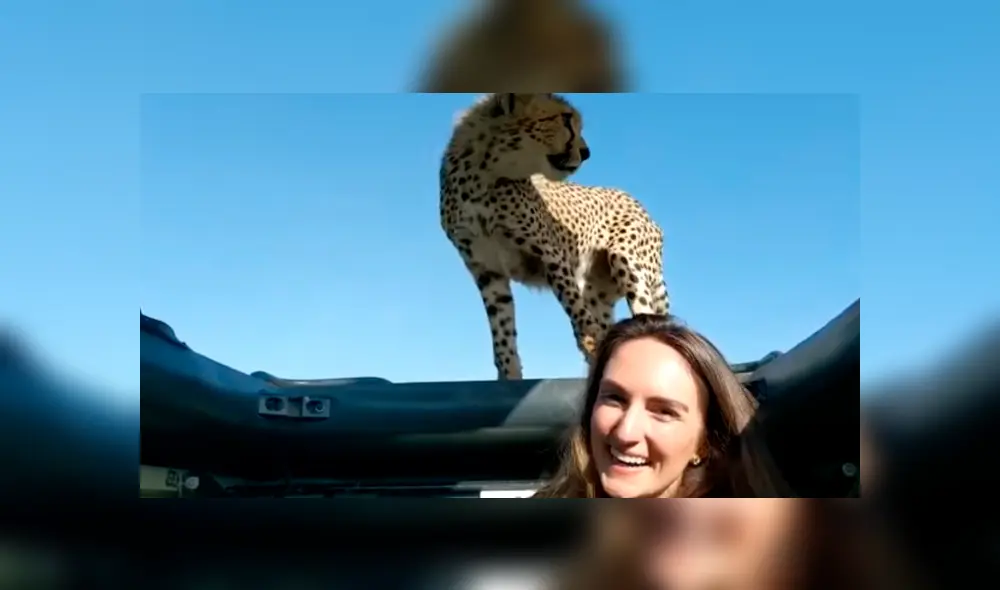 YouTube viral: mujer intenta tomarse ‘selfie’ con cheetah en safari, sin imaginar la reacción del felino