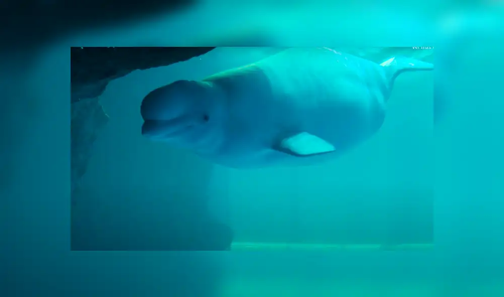 Desliza para ve las mejores imágenes de la cría de Bella. Foto: Shedd Aquarium Desliza para ve las mejores imágenes de la cría de Bella. Foto: Shedd Aquarium
