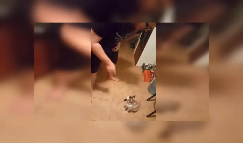 Video es viral en Facebook. La gata escuchaba las duras palabras que su dueño decía contra este sistema económico y tuvo una reacción que nadie imaginó. Foto: Captura.