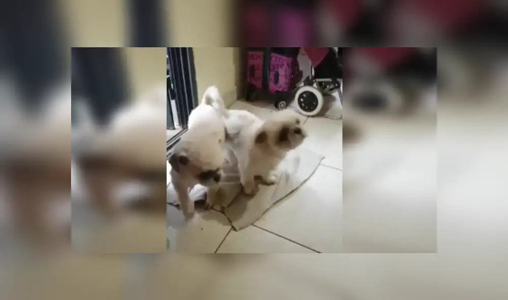 Desliza las imágenes para ver más sobre estos cachorros que aprendieron a cumplir con los protocolos. (Foto: captura / Facebook)