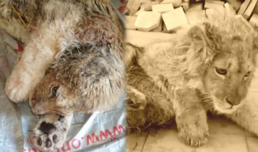 Un grupo de rescatistas encontraron a Simba en un granero. Foto: Captura/@KarenDallakyan