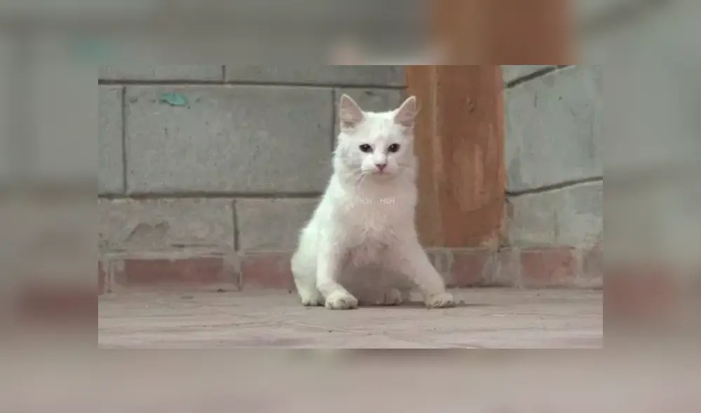 YouTube viral: revelan la triste verdad del gato con cuerpo de conejo que asombró a todos [VIDEO]
